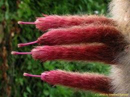 Cleistocactus strausii 1045